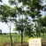 黑土田苗黄山栾树3-18苗圃直供批发