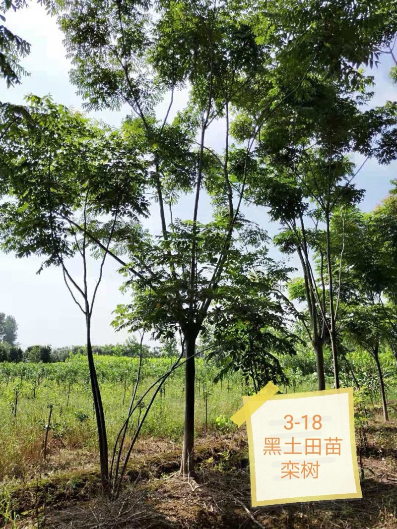 黑土田苗黄山栾树3-18苗圃直供批发
