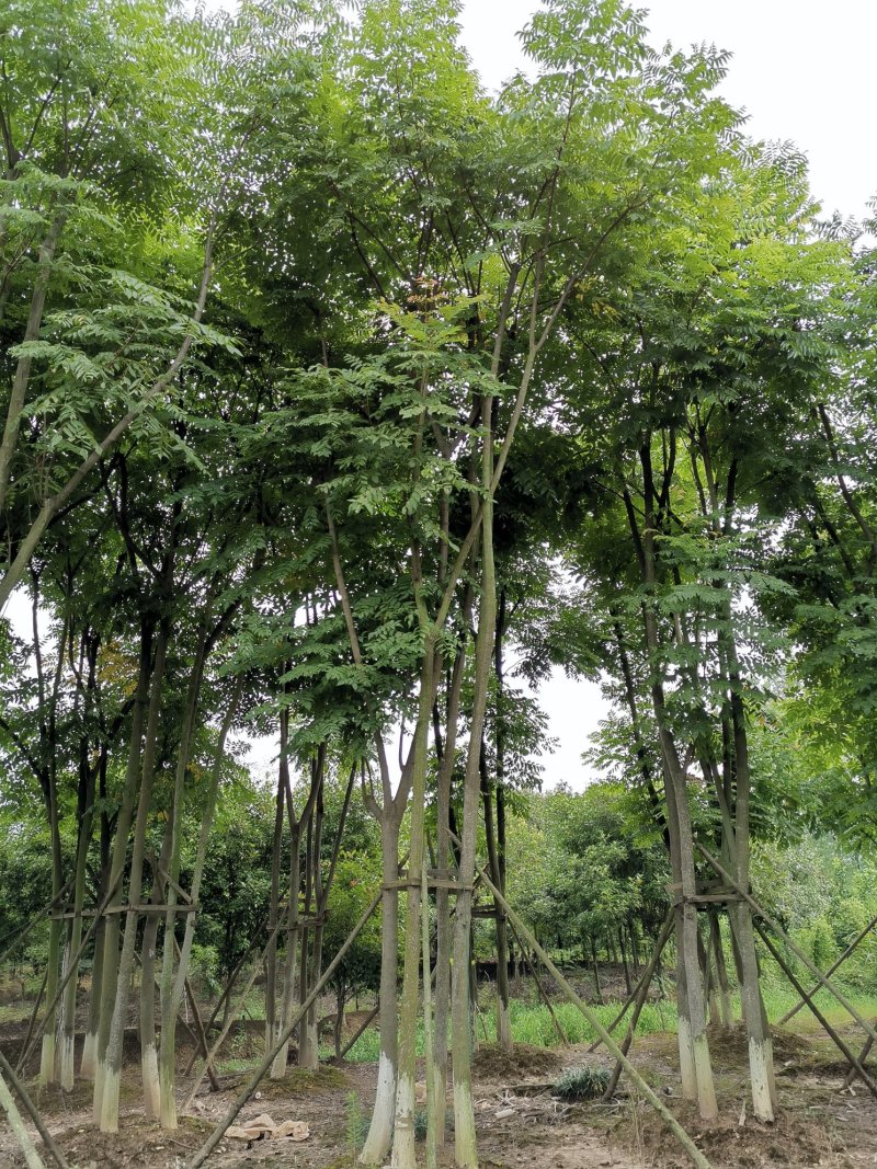 丛生栾树袋苗苗圃直供批发湖南益阳绿青苗木