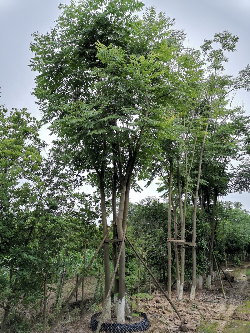丛生栾树袋苗苗圃直供批发湖南益阳绿青苗木