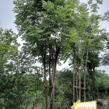 丛生栾树袋苗苗圃直供批发湖南益阳绿青苗木