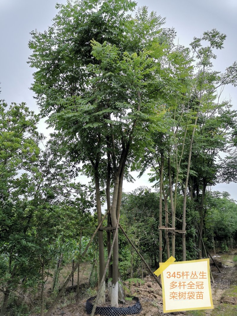丛生栾树袋苗苗圃直供批发湖南益阳绿青苗木