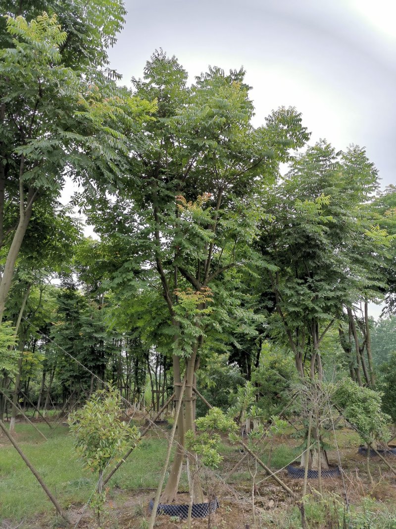 丛生栾树袋苗苗圃直供批发湖南益阳绿青苗木