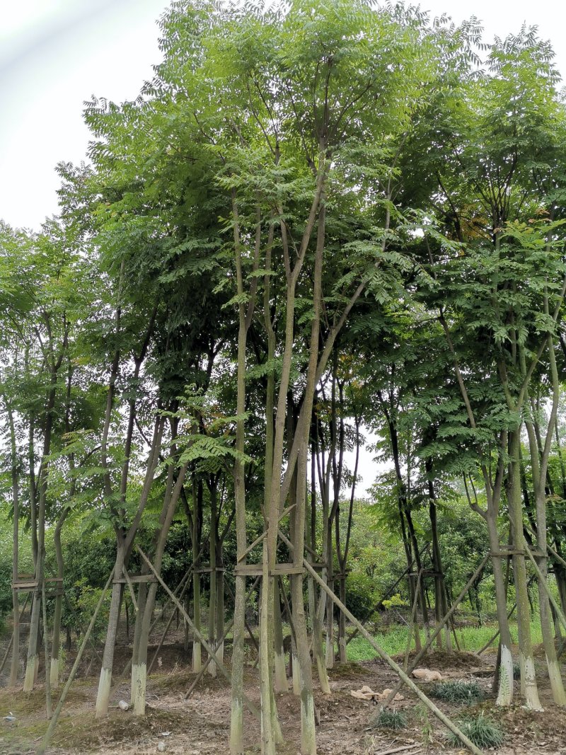 丛生栾树袋苗苗圃直供批发湖南益阳绿青苗木