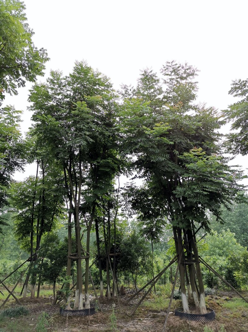 丛生栾树袋苗苗圃直供批发湖南益阳绿青苗木
