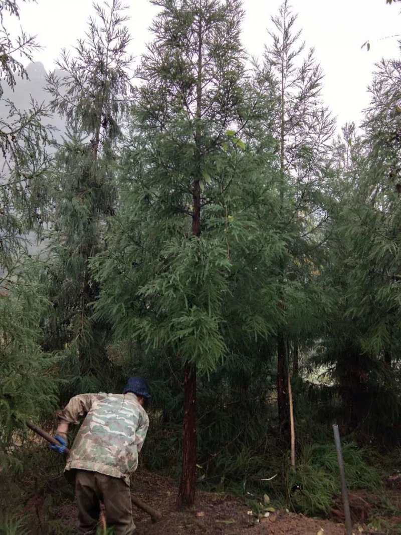 日本柳杉