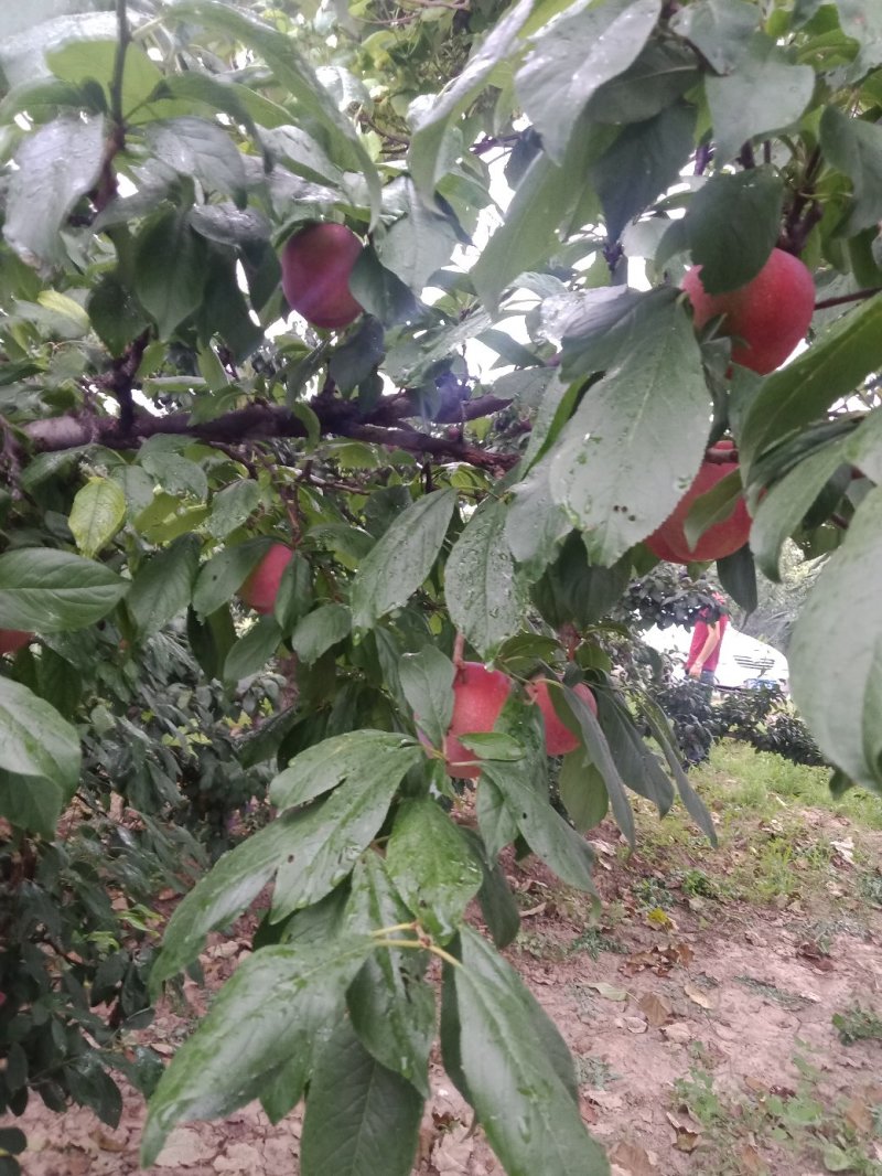 李子红布林李子陕西大荔县李子大量上市中欢迎咨询选购