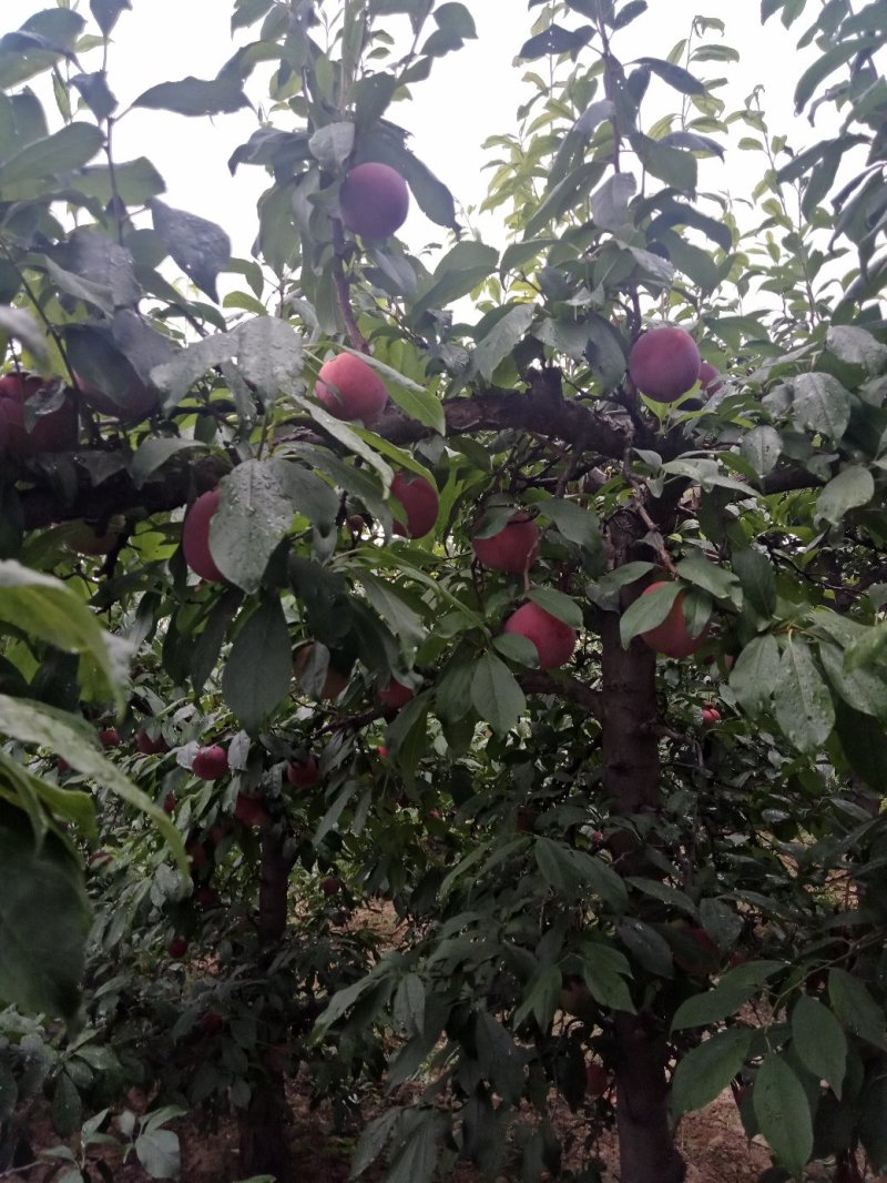 李子红布林李子陕西大荔县李子大量上市中欢迎咨询选购