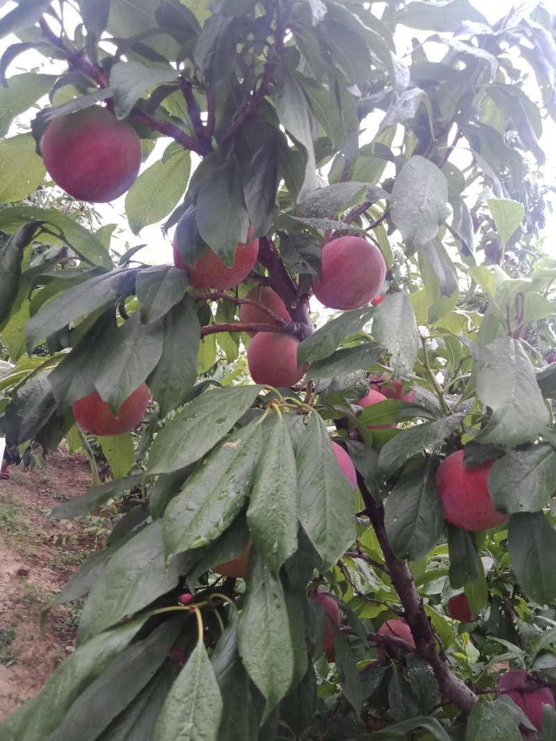 李子红布林李子陕西大荔县李子大量上市中欢迎咨询选购