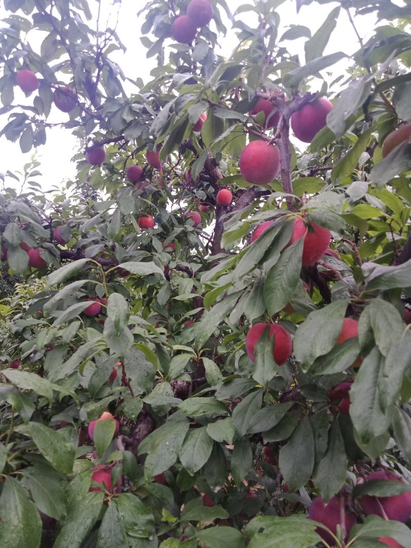 李子红布林李子陕西大荔县李子大量上市中欢迎咨询选购