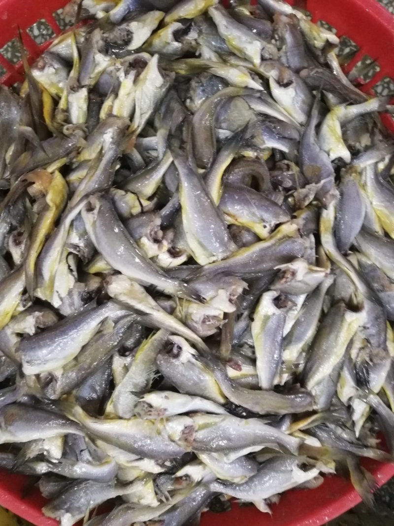 黄花鱼去头小黄花鱼黄花鱼原料小黄鱼长年加工