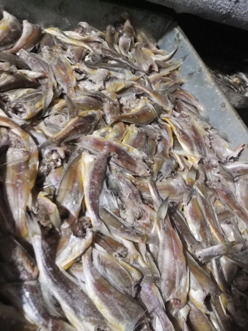 黄花鱼去头小黄花鱼黄花鱼原料小黄鱼长年加工