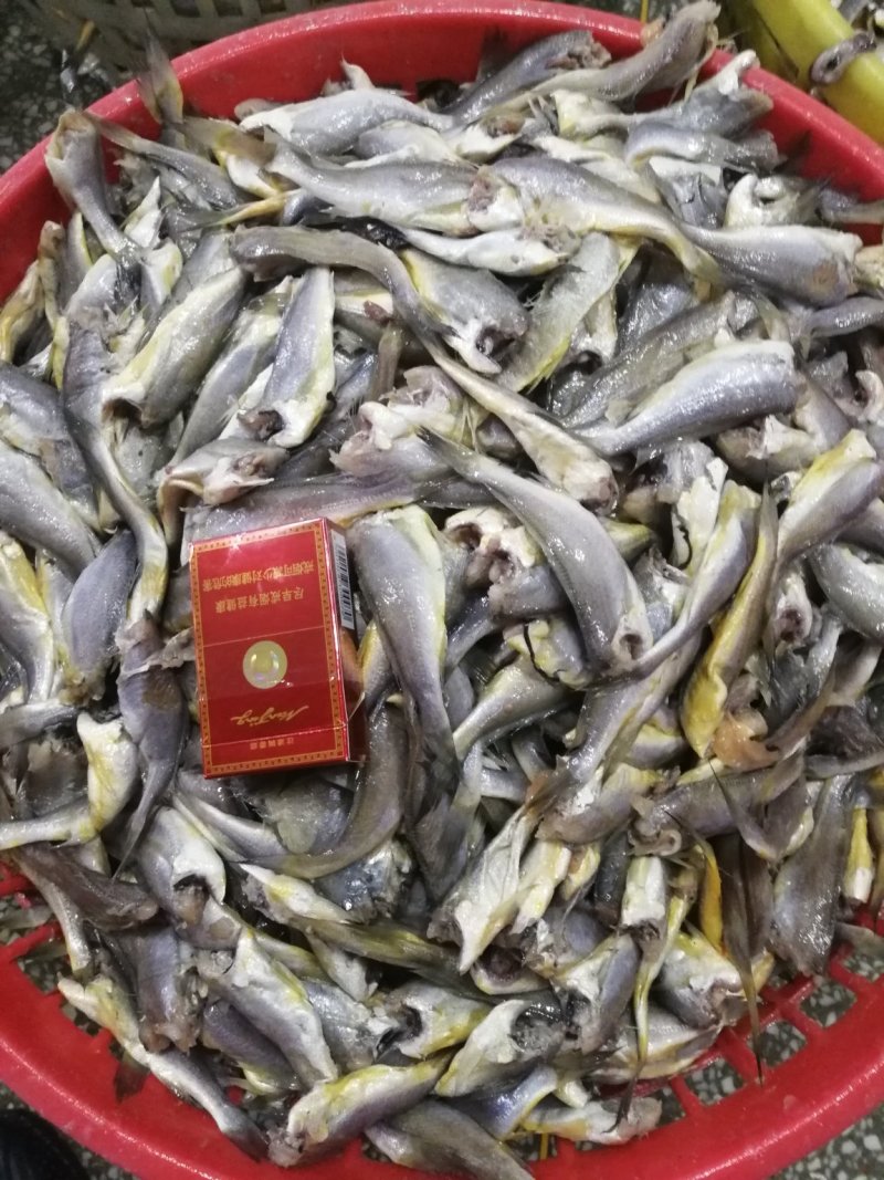 黄花鱼去头小黄花鱼黄花鱼原料小黄鱼长年加工