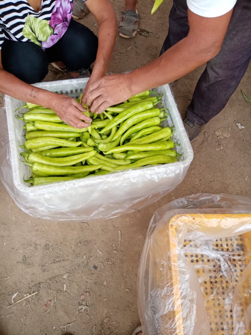 青皮黄皮辣椒15一20厘米