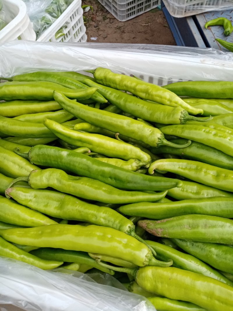 青皮黄皮辣椒15一20厘米
