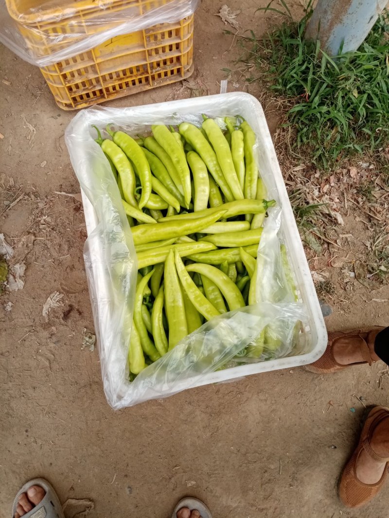青皮黄皮辣椒15一20厘米