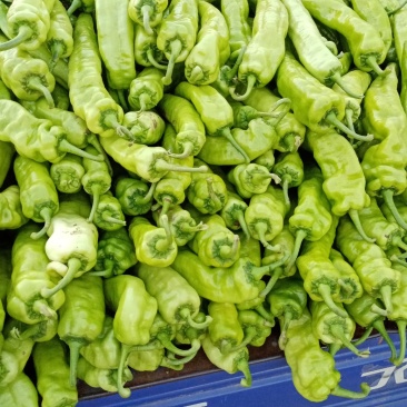 青皮黄皮辣椒15一20厘米