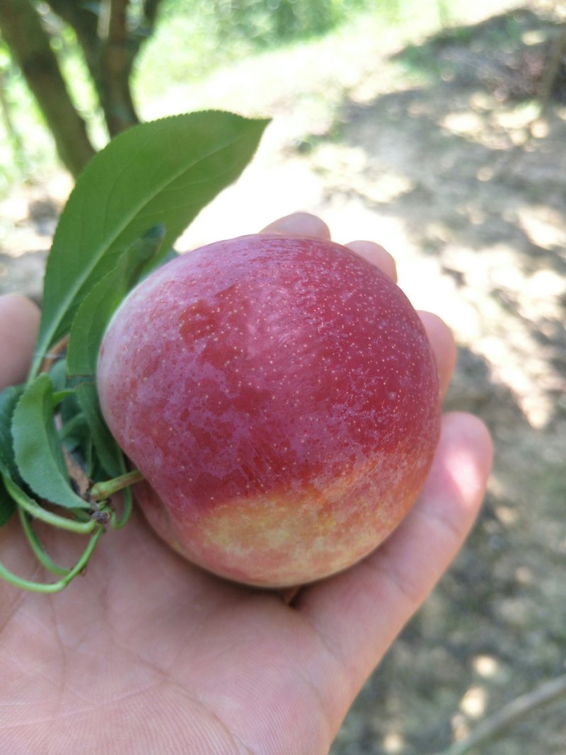 湖北红布林李子大量有货，货源充足