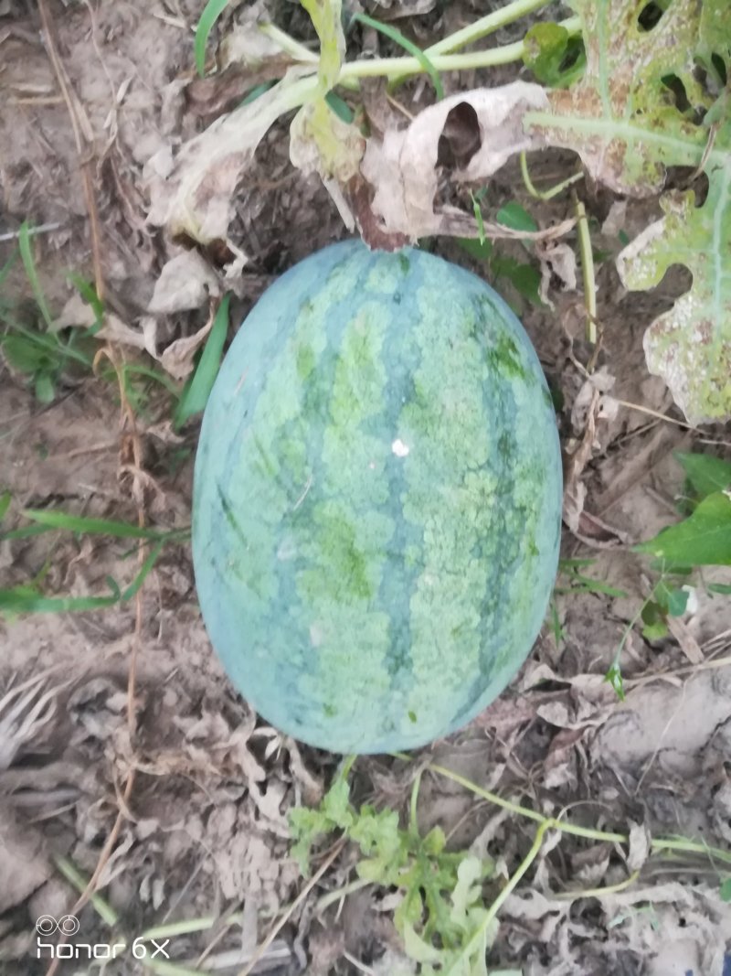 河北邢台西瓜沙土地瓜自己种植的没有中间商，，，