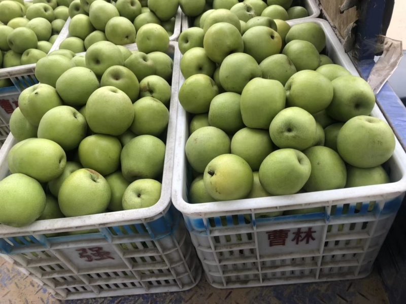 河南豫东黄河古道万亩梨园精品青皮皇冠梨大量上市火爆热卖中