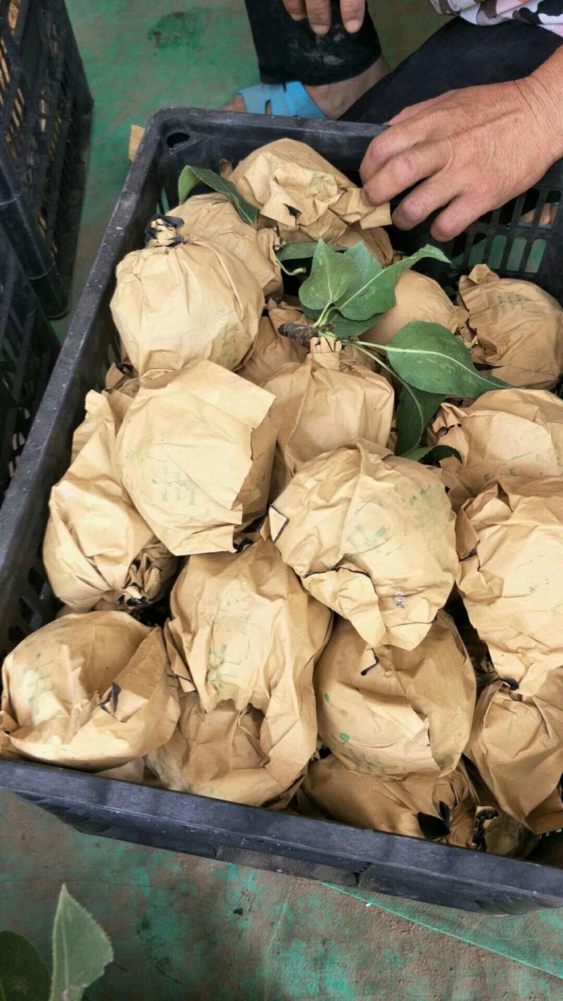 河南豫东黄河古道万亩梨园精品青皮皇冠梨大量上市火爆热卖中