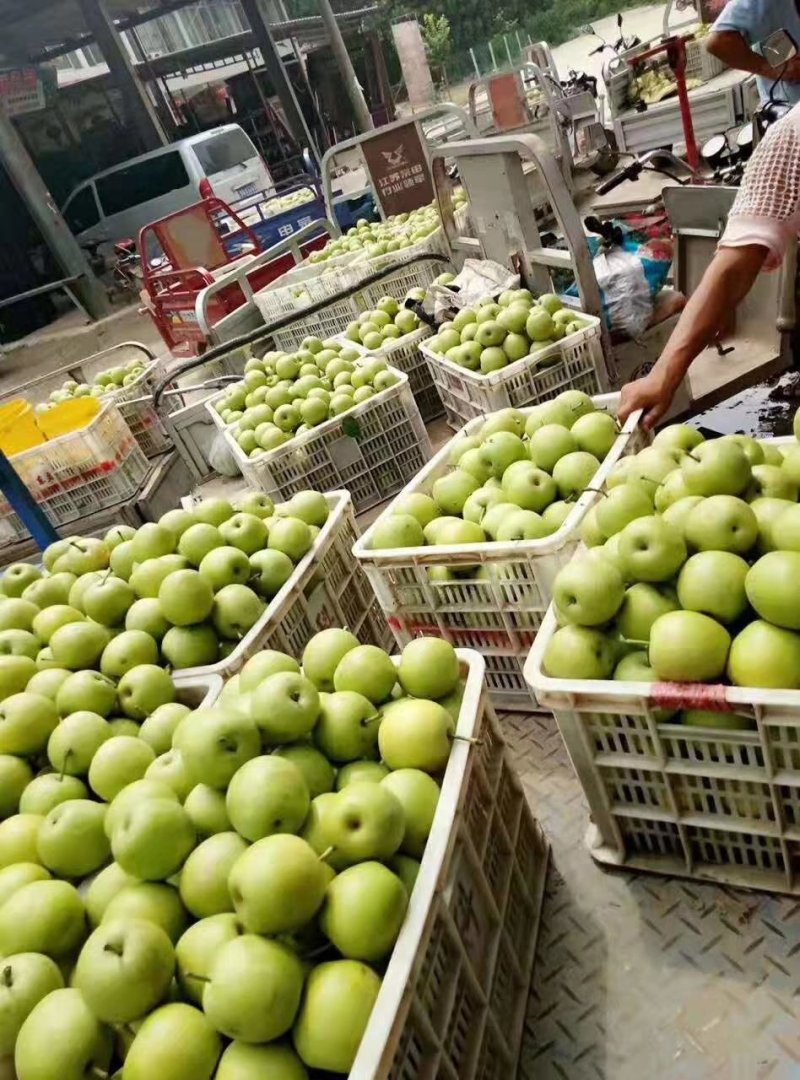 河南豫东黄河古道万亩梨园精品青皮皇冠梨大量上市火爆热卖中