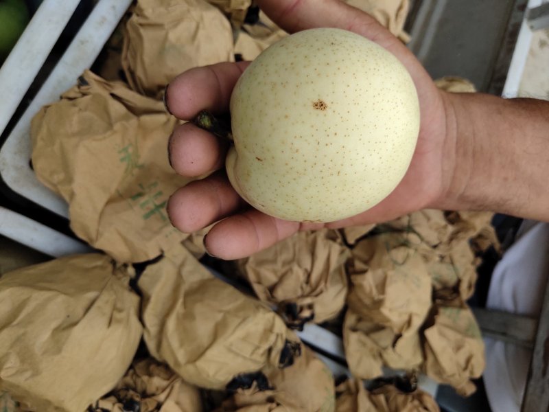 河南豫东黄河古道万亩梨园精品青皮皇冠梨大量上市火爆热卖中