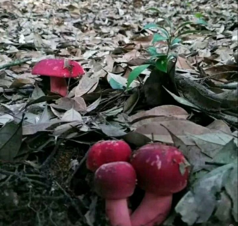 【实图拍摄】聚便宜福建野生红菇干货礼品代装包邮当天发货