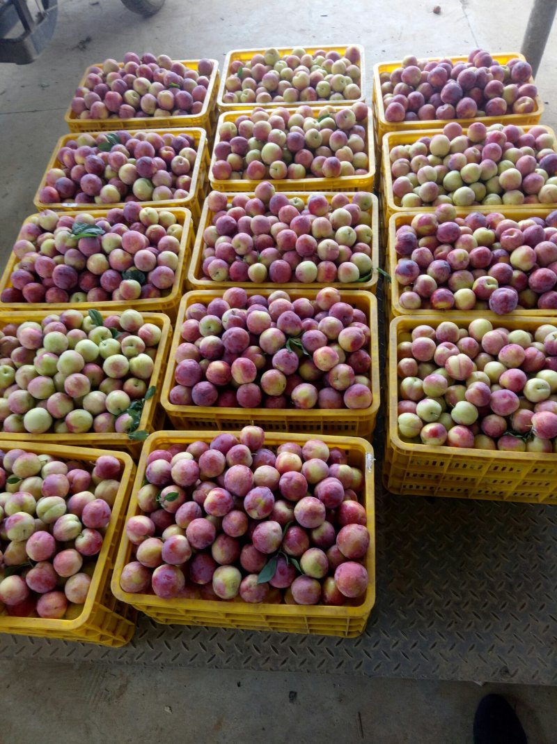 大红宝石李子大量上市货量充足