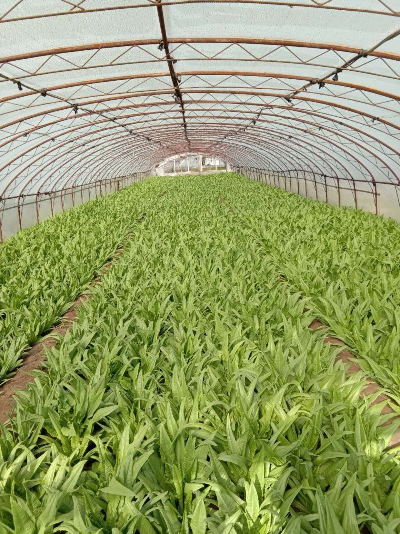 四季油麦菜种子，纯度高，叶片硬，香脆可口。