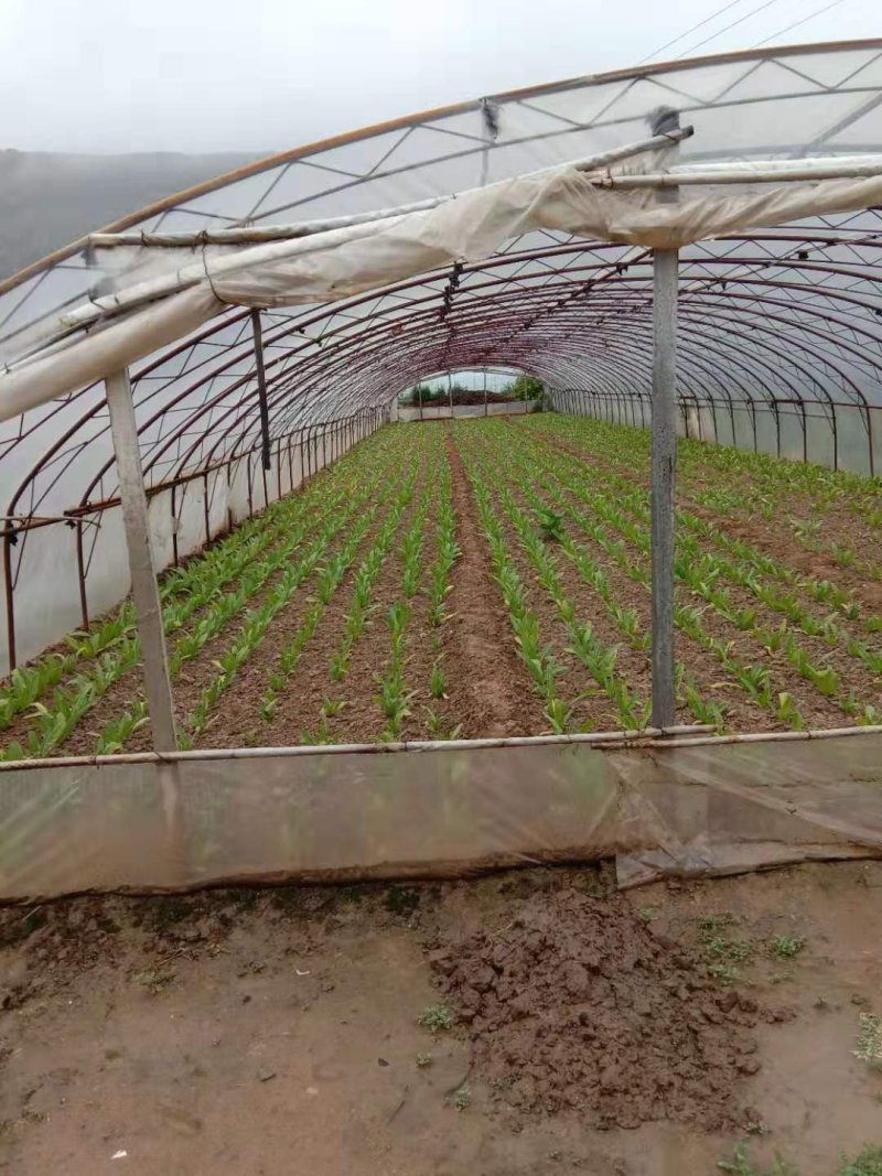 四季油麦菜种子，纯度高，叶片硬，香脆可口。