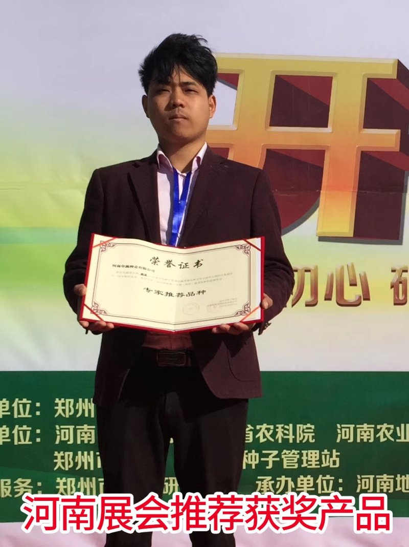 四季油麦菜种子，纯度高，叶片硬，香脆可口。