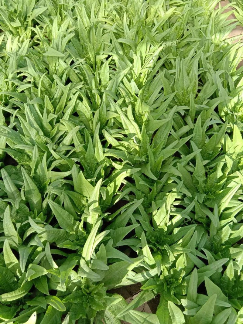 四季油麦菜种子，纯度高，叶片硬，香脆可口。