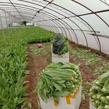 四季油麦菜种子，纯度高，叶片硬，香脆可口。
