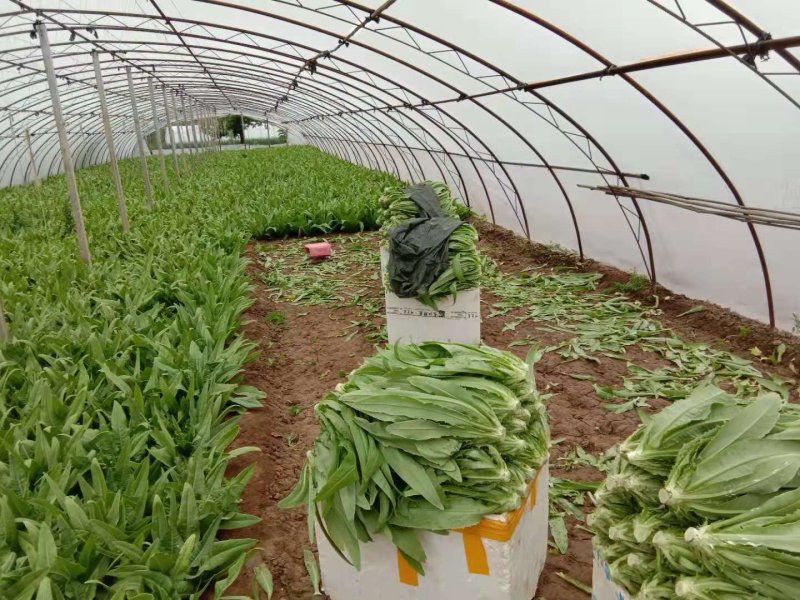 四季油麦菜种子，纯度高，叶片硬，香脆可口。