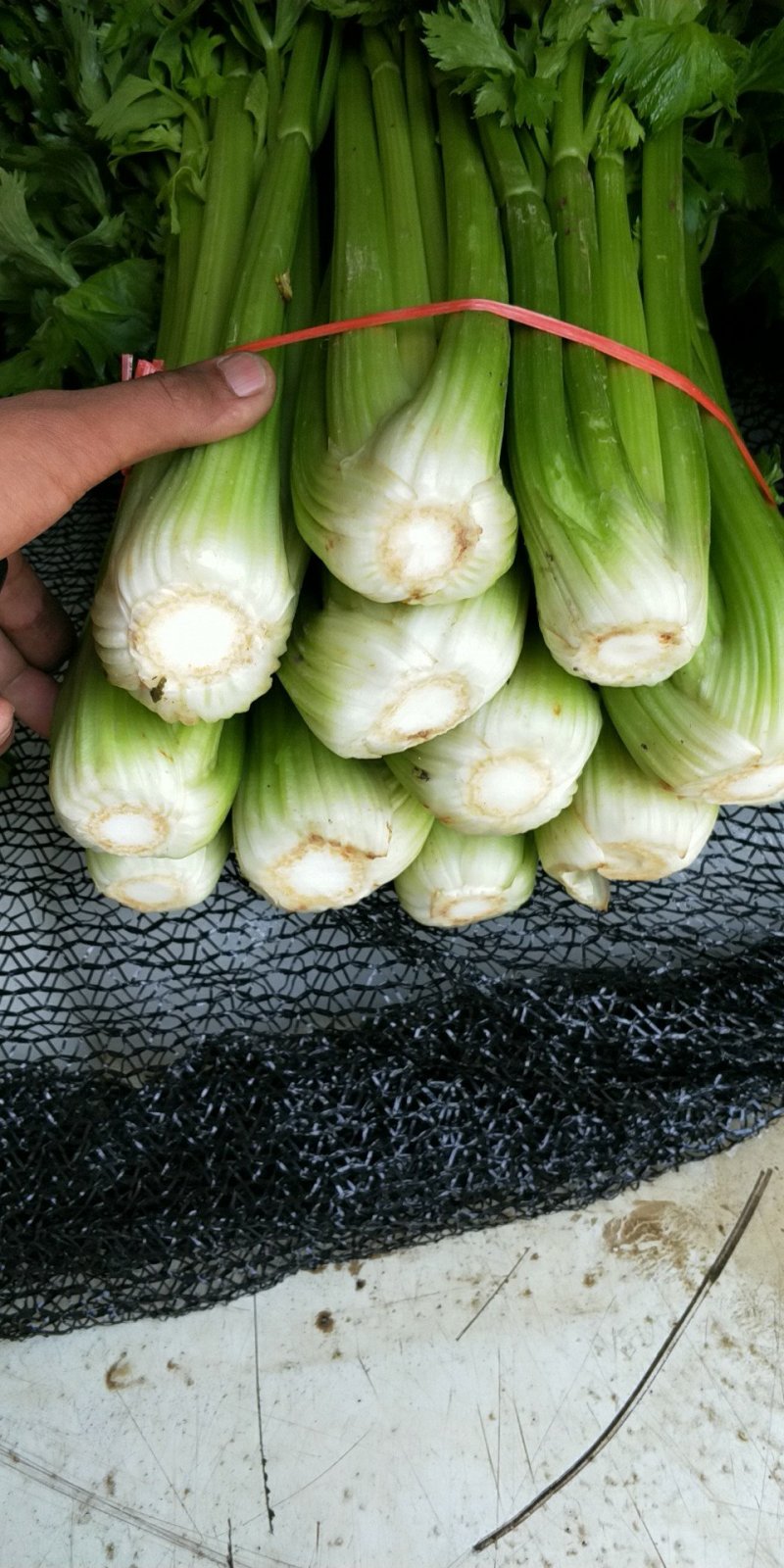 高原西芹，质量优，品质好，
