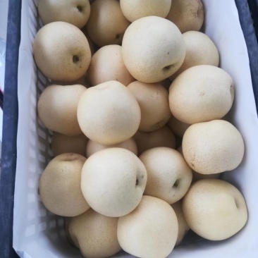 皇冠梨。