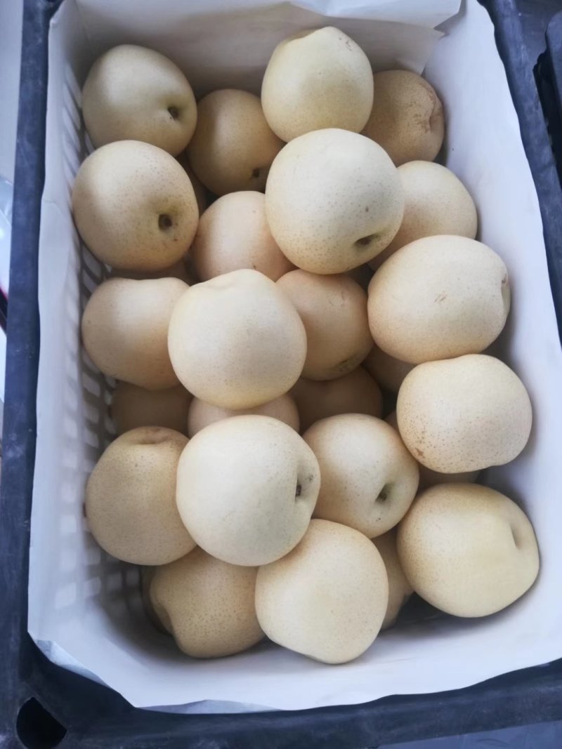 皇冠梨。