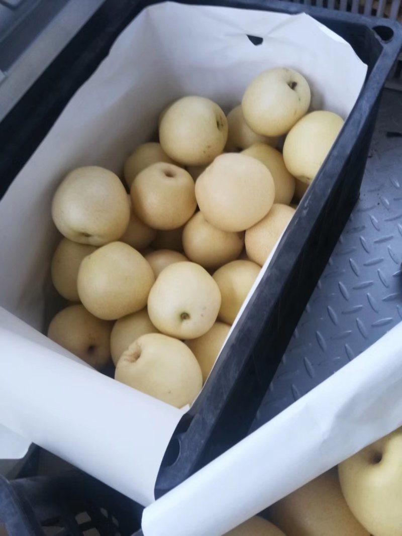 皇冠梨。