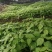 毛叶山桐子树苗05——3公分的规格多，根系好，1000棵