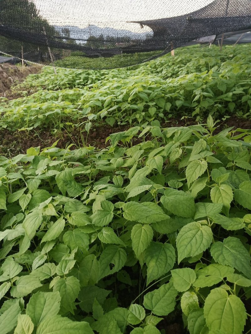 毛叶山桐子树苗05——3公分的规格多，根系好，1000棵