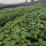 毛叶山桐子树苗05——3公分的规格多，根系好，1000棵