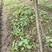 毛叶山桐子树苗05——3公分的规格多，根系好，1000棵