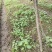 毛叶山桐子树苗05——3公分的规格多，根系好，1000棵