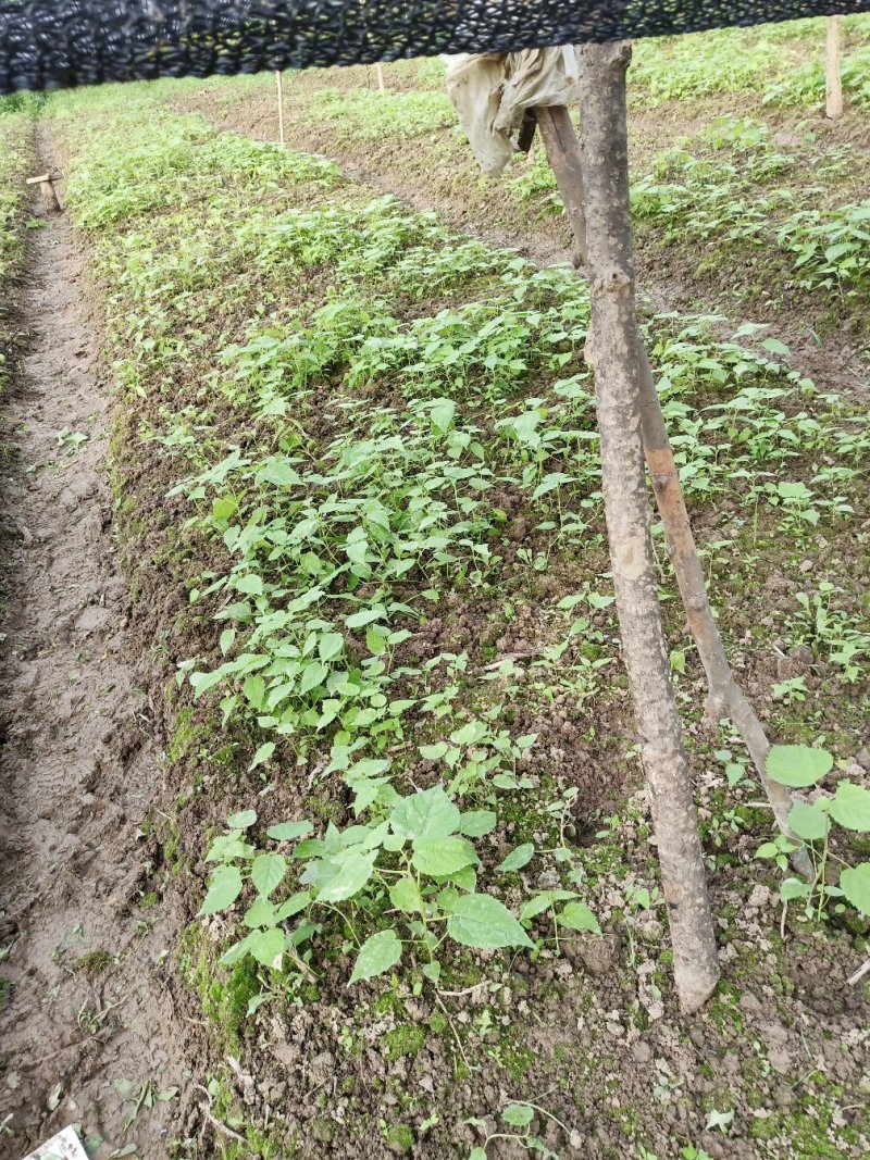 毛叶山桐子树苗05——3公分的规格多，根系好，1000棵