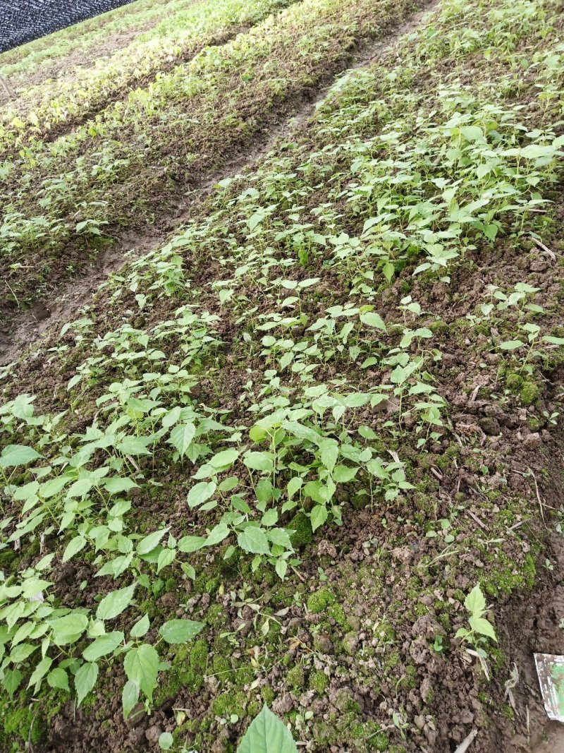 毛叶山桐子树苗05——3公分的规格多，根系好，1000棵