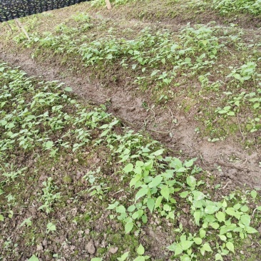 毛叶山桐子树苗05——3公分的规格多，根系好，1000棵