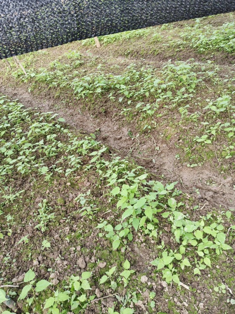 毛叶山桐子树苗05——3公分的规格多，根系好，1000棵