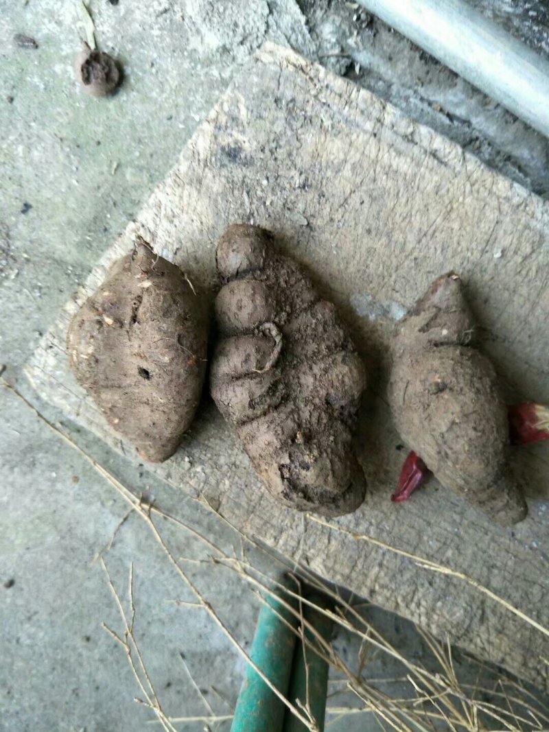 三叶青干货免费打粉送瓶子及勺子半斤起发货