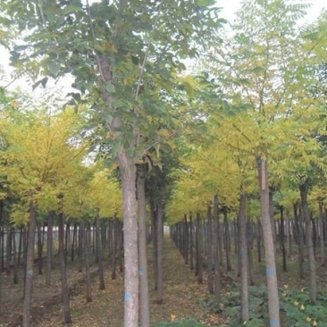 常年批发供应金枝国槐价格优惠苗圃货大量出售